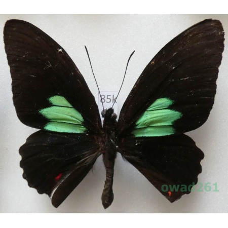 Parides sesostris (Cramer, 1779) Peru 66mm85k